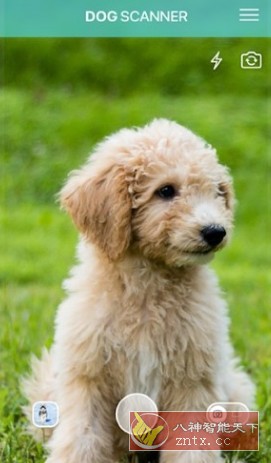 Dog Scanner 狗狗鉴定器v22.2.21-G高级版-腾渊科技论坛